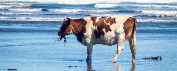 Adding seaweed to cattle feed could reduce methane production by 70%