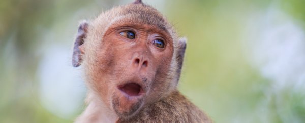 Why can't monkeys talk?