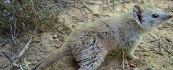 This darling marsupial was found alive after presumed extinct for over 100 years