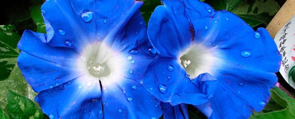 For the first time, CRISPR has been used to dramatically change flower colour