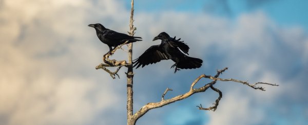 13 strange reasons why crows and ravens are definitely the smartest birds, hands down