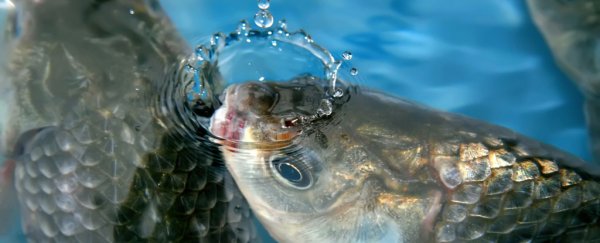 This fish species can actually repair brain damage from freezing in the winter