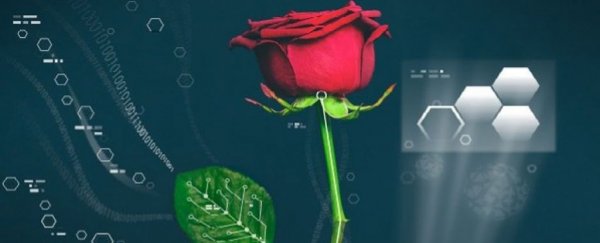 World’s first cyber-plants fuse electronics with roses