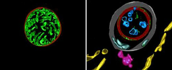 Scientists are finally figuring out why you only get mitochondrial DNA from your mum