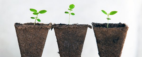 Plants are better at complex decision-making than we ever realised
