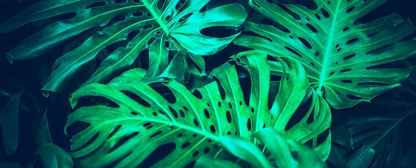 US military is working to turn plants into a network of environmental spies