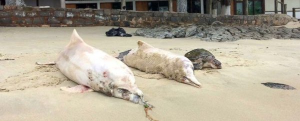 Dolphins keep dying on a beach in Brazil, and no one knows why