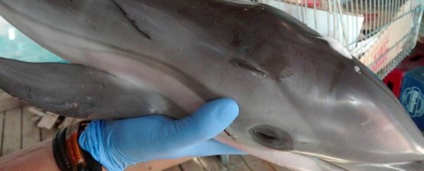 Baby dolphin killed by a mob of beachgoers who passed it around for photos
