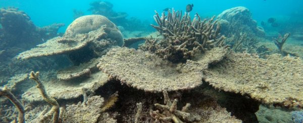 The Great Barrier Reef has suffered the worst die-off ever recorded