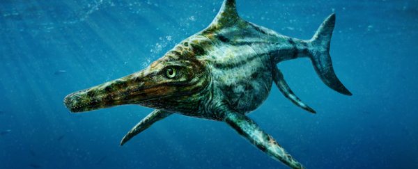 Remains of an ancient, swimming reptile have been discovered in Scotland