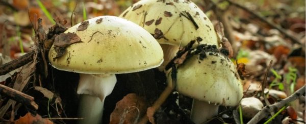 The world's most dangerous mushroom, and what it did to an 18-month-old girl