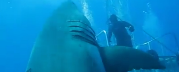 Watch: New footage of the biggest great white shark ever filmed