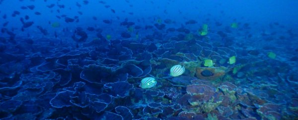 Scientists just found the largest continuous coral system - and it’s like nothing we've ever seen