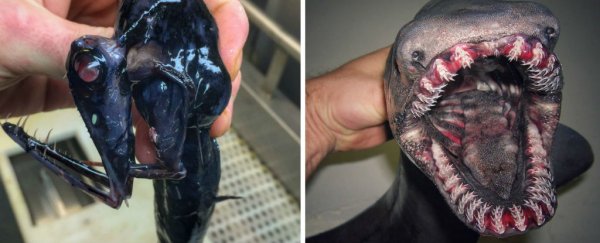 This deep-sea fisherman posts his finds on Twitter, and it's honestly terrifying