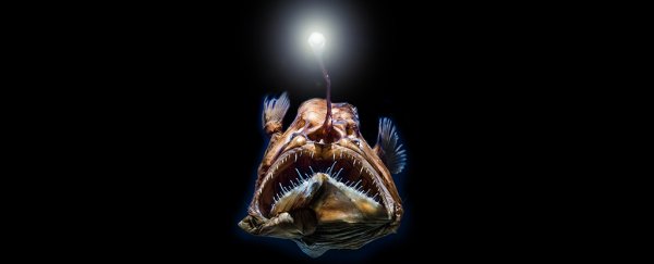 How many undiscovered creatures are there still lurking in the ocean?