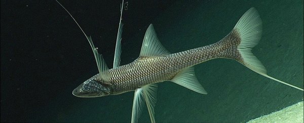 10 weird things you never knew about the ocean’s deepest places