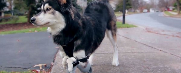 WATCH: 3D printing lets disabled dog run for the first time