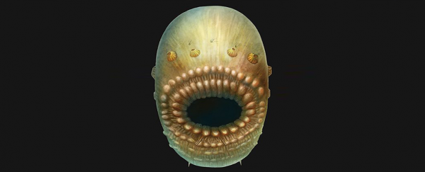 One of Our Oldest Ancestors Has Been Discovered, and It Had a Big Mouth and No Butt