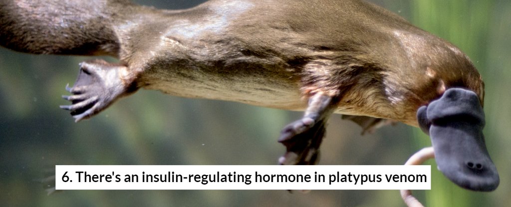 9 Diabetes Breakthroughs You Need to Know About : ScienceAlert 9 Diabetes Breakthroughs You Need to Know About : ScienceAlert