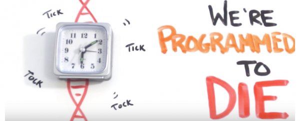 Watch: Why immortality is so hard for humans