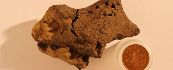 Archaeologists have found the first ever fossilised dinosaur brain, and it's surprisingly complex