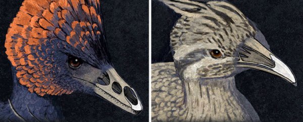Scientists grow chicken embryos with 'dinosaur snouts'