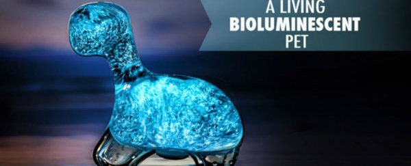 Watch: New Dino Pet tank glows with bioluminescent microorganisms