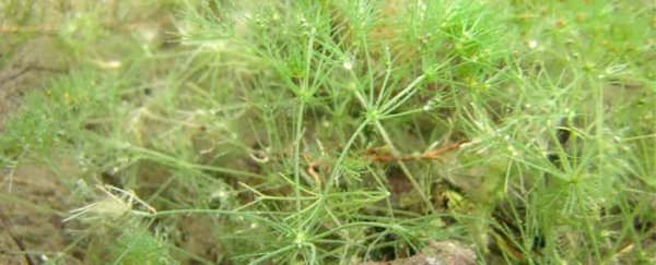 A plant that was around with the dinosaurs has been found alive in North America for the first time