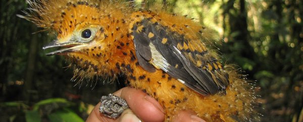 WATCH: This baby bird perfectly mimics a toxic caterpillar