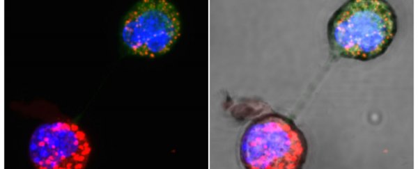 Wandering mitochondrial DNA hint at new ways to fight disease