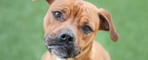 Dogs know when you’re lying to them