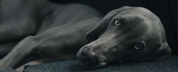 Sperm quality in dogs is rapidly declining, and it could be a big warning for human fertility