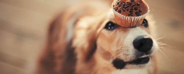 Here's why cats are fussy eaters but dogs will consume almost anything