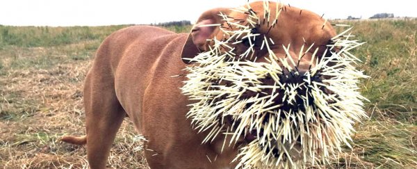 Three dogs have had a “nasty encounter” with a porcupine in Canada