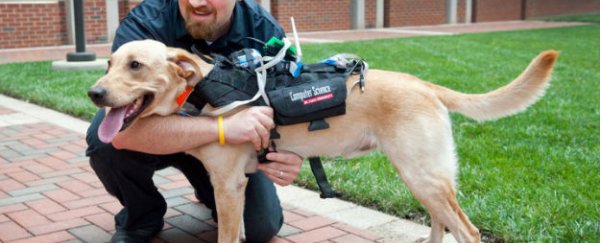 New wearable technology improves communication between dogs and humans