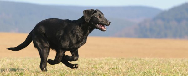 How dogs find their way home (without a GPS)