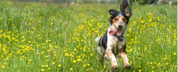 Did the evolution of dogs coincide with early garbage dumps?