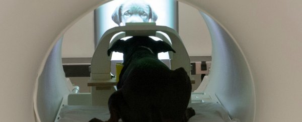Science shows dogs really CAN recognise our faces