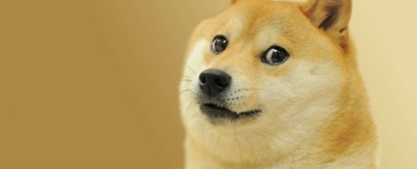 Your dog really can recognise your emotions, study finds