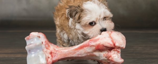 Spoiling our pets less is one way we can lower carbon emissions