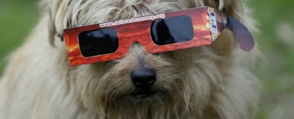 Will the upcoming solar eclipse drive animals to totally weird behaviours?