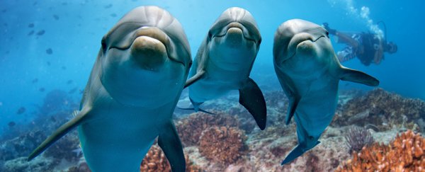 Whale and dolphin social lives are surprisingly similar to ours, says new study