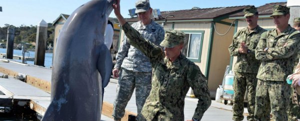 Yes, there is such a thing as militarised dolphins