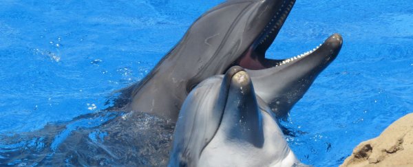 A 'conversation' between two dolphins has been recorded for first time