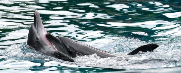 Study using inflated penises reveals the bizarre mechanics of dolphin sex
