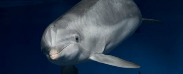 Dolphin sex is literally kinky
