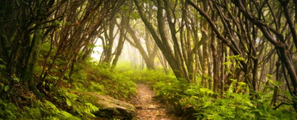 Trees communicate via their own fungi-based 'internet'