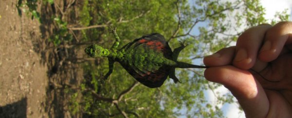 Flying dragons mimic falling leaves to escape predators