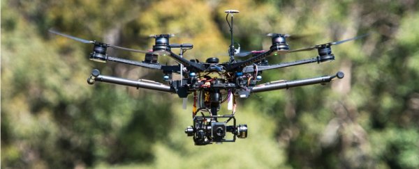 Drones are now being used as a “last-ditch effort” to save koalas