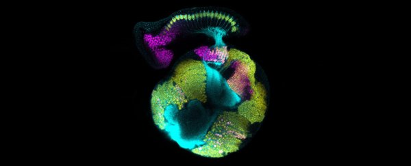 Scientists just found some cells have a surprisingly huge role in brain development